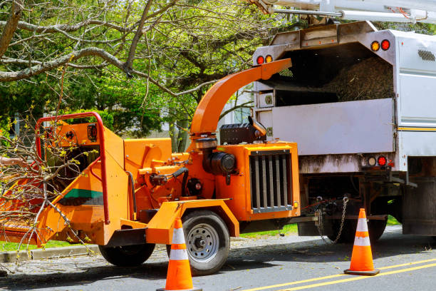 Best Tree Removal Services  in Kissimmee, FL